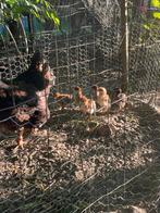 6 barnevelder kuikens, Geslacht onbekend, Kip