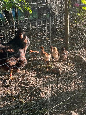 6 barnevelder kuikens beschikbaar voor biedingen