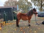 Kwaliteitsvolle NSPS shetlandpony/ shetlander, Dieren en Toebehoren, Pony's, Merrie, A pony (tot 1.17m), Gechipt, 0 tot 2 jaar