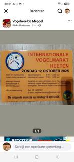 Gezocht diverse vogels 12 oktober heeten, Dieren en Toebehoren, Vogels | Parkieten en Papegaaien, Meerdere dieren, Parkiet