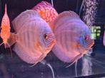 Discus Reflection D Kweekkoppel - Siner - Koidreams, Dieren en Toebehoren, Vissen | Aquariumvissen, Vis, Zoetwatervis
