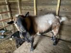 Dwerggeit (bok), Dieren en Toebehoren, Schapen, Geiten en Varkens, Mannelijk, Geit, 0 tot 2 jaar