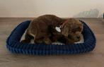 Levensechte puppy, Ophalen of Verzenden, Zo goed als nieuw, Overige