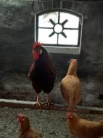Rode Leghorn Haan, Dieren en Toebehoren, Pluimvee, Mannelijk, Kip