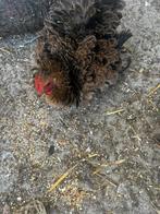 Kip, Dieren en Toebehoren, Pluimvee, Vrouwelijk, Kip