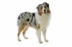 Gezocht puppy teefje australian shepherd blue merle, December, Vrouwelijk