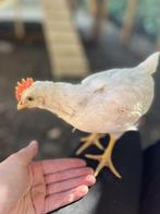 Jonge haantjes gratis af te halen, Dieren en Toebehoren, Mannelijk, Kip