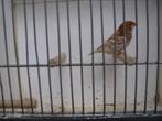 koppel oranjeborst zwartborst isabel bruin zebravinken, Dieren en Toebehoren, Vogels | Overige Vogels, Meerdere dieren