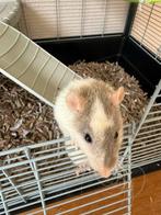 3 super tamme vrouwtjes ratjes, Dieren en Toebehoren, Knaagdieren, Rat, Vrouwelijk, Tam, September