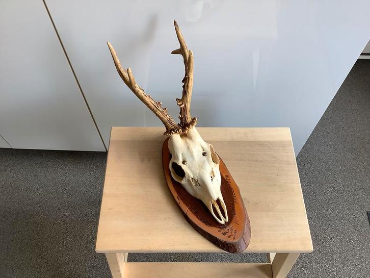 Gewei met schedel wanddecoratie hert ree jachttrofee jacht, Huis en Inrichting, Woonaccessoires | Overige, Zo goed als nieuw, Ophalen of Verzenden