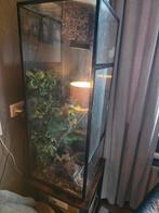 Terrarium met 2 gekko's, Dieren en Toebehoren, Ophalen, Zo goed als nieuw