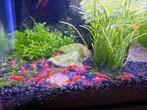 High grade vuurgarnalen, Dieren en Toebehoren, Vissen | Aquariumvissen, Kreeft, Krab of Garnaal, Zoetwatervis