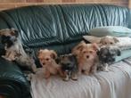 Boomer pups, Rabiës (hondsdolheid), Overige rassen, 8 tot 15 weken, Meerdere