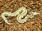 1.0 Enchi Leopard Pastel Desert Ghost PH Amur, Dieren en Toebehoren, Slang, 0 tot 2 jaar