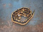 0.1 low white pied, Dieren en Toebehoren, Reptielen en Amfibieën, Slang