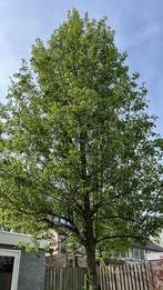 Gezocht! Wie kan deze boom kappen en afvoeren?, Tuin en Terras, Planten | Bomen, Overige soorten, Volle zon, Ophalen of Verzenden