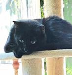 Lieve zachtaardige binnenpoes, 2jr. Gesteril./ingeent/chip, Dieren en Toebehoren, Katten en Kittens | Overige Katten, Poes, Kortharig