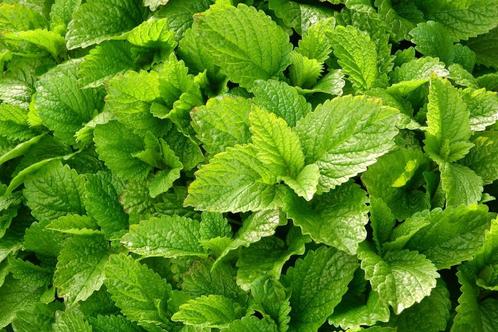 Bio zaden Citroenmelisse– Melissa officinalis, Tuin en Terras, Bloembollen en Zaden, Zaad, Voorjaar, Volle zon, Verzenden
