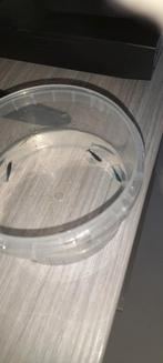 Blue Dream garnalen.  Donker blauw., Kreeft, Krab of Garnaal