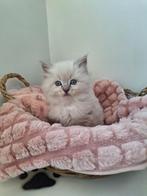 Mooie ragdoll x  kittens, Ontwormd