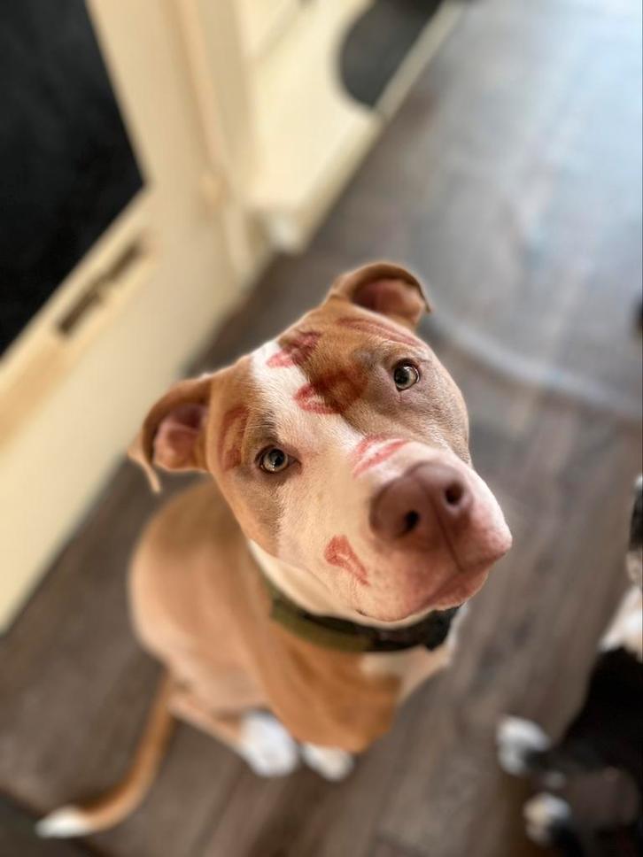 Pitbull zoekt huisje, Dieren en Toebehoren, Honden | Dekreuen, Reu, Particulier, Eén hond, Nederland, 1 tot 2 jaar, CDV (hondenziekte)