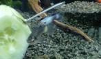 Baby panda guppen, Dieren en Toebehoren, Vissen | Aquariumvissen