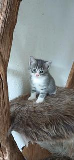 Hypoallergeen kitten Siberische kat x bengaal, Dieren en Toebehoren, Katten en Kittens | Raskatten | Langhaar, Meerdere dieren