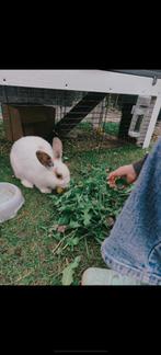 Gratis mannetjes konijn, Dieren en Toebehoren, Konijnen, Mannelijk, Middelgroot, 0 tot 2 jaar