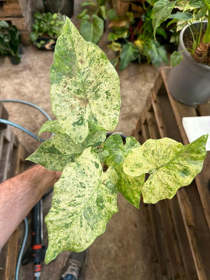 Alocasia macrorhizza variegata - Olifantsoor, Huis en Inrichting, Kamerplanten, Overige soorten, Minder dan 100 cm, Groene kamerplant