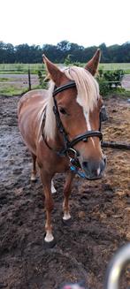 Welsh pony met stamboom, Merrie, Recreatiepony