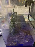 Terrarium, Dieren en Toebehoren, Reptielen en Amfibieën | Toebehoren, Ophalen, Gebruikt, Terrarium of Paludarium