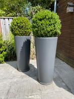 2 prachtige elho potten met buxus, Ophalen, Kunststof, Rond, Zo goed als nieuw