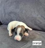 jackrussel/boerenfox pups, 8 tot 15 weken, Meerdere, Meerdere dieren, Nederland