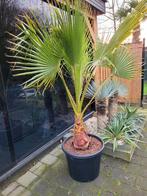 Palmbomen  washingtonia  aanbieding, Volle zon, Ophalen of Verzenden, Palmboom