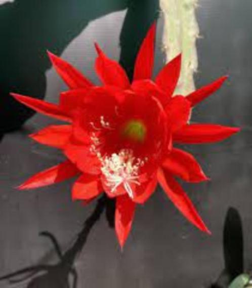 epiphyllum cactus red rip gewortelde stekken, Huis en Inrichting, Kamerplanten, Cactus, Minder dan 100 cm, Bloeiende kamerplant