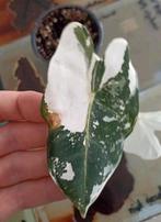 Alocasia frydek variegata! (4), Huis en Inrichting, Kamerplanten, Ophalen, Overige soorten, Halfschaduw, Minder dan 100 cm