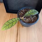 hoya callistophylla nr 101, Huis en Inrichting, Kamerplanten, Ophalen of Verzenden, Halfschaduw, Minder dan 100 cm