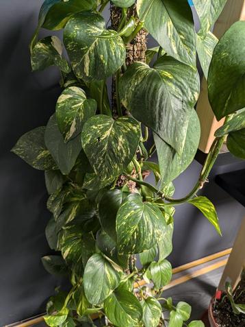 Epipremnum Brasil, Neon, Pictus, Aureum, Scandens, Njoy beschikbaar voor biedingen