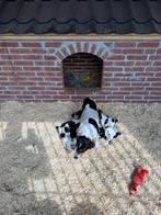 Super mooie boerenfox pups 3 kleuren!, Overige rassen, 8 tot 15 weken, Meerdere, Meerdere dieren