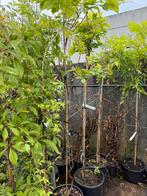 Wisteria’s of blauwe regen kleur blauw op stam vorm pst39,50, Tuin en Terras, Ophalen, Zomer, Overige soorten, Halfschaduw