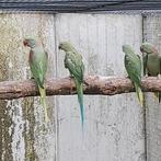 Alexanderparkieten, koppels en losse vogels, Dieren en Toebehoren, Vogels | Parkieten en Papegaaien, Meerdere dieren, Parkiet
