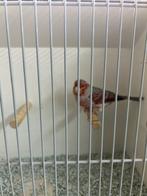 mooie man roodagaat van 2024, Dieren en Toebehoren, Meerdere dieren, Kleurkanarie