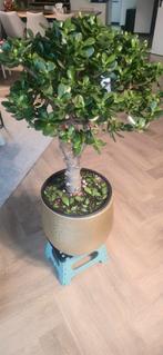 Crassula Ovata Jadeplant (Geldboom) – Bonsai vorm, Ophalen of Verzenden, Overige soorten, Volle zon