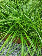 carex morrowii irish green, Tuin en Terras, Planten | Tuinplanten, Siergrassen, Ophalen of Verzenden