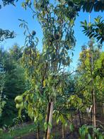 Sierpeer ( pyrus novalis)  3.50 hoogstam, Tuin en Terras, Planten | Bomen, Ophalen, In pot, Volle zon, Overige soorten