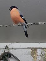 Gezocht noorse goudvinken, Dieren en Toebehoren, Meerdere dieren, Wildzangvogel