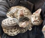 Bengaal kitten katertje, Dieren en Toebehoren, Katten en Kittens | Raskatten | Korthaar, Kater, Ontwormd, 0 tot 2 jaar