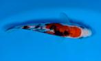 Doitsu Sanke, Dieren en Toebehoren, Vissen | Vijvervissen, Karper of Koi