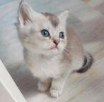 Ragdoll kittens 8 weken oud, Boeken, Dieren en Huisdieren, Ophalen of Verzenden