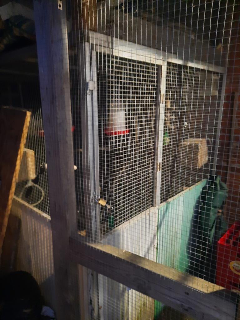 Vogelvoliere met 9 agapornis, Dieren en Toebehoren, Ophalen, Metaal, Volière